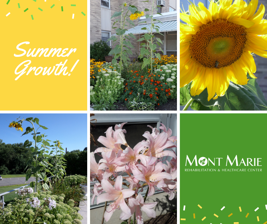 Spectacular Sunflowers Grow Up Big! Mont Marie Rehabilitation and